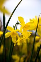Narcissus odorus rugulosa