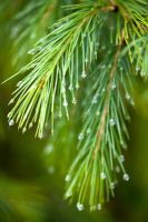 Picea smithiana - Morinda spruce