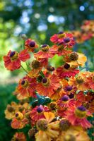 Helenium autumnale 'Moerheim Beauty'