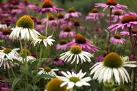 Echinacea purpurea 'Green Edge' and Echinacea purpurea 'Rubinglow'