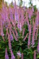 Veronicastrum 'Adoration'