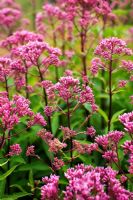 Eupatorium purpureum 'Purple Bush'