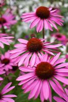 Echinacea purpurea 'Rubin Glow'  