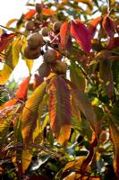 Aesculus x neglecta 'Autumn Fire'