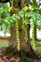 Pterocarya fraxinifolia - Caucasian Wing Nut Tree, autumn