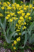Sedum floriferum 'Weihenstephaner Gold' with Iris barbata