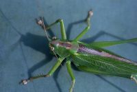 Bush cricket, on Agave americana