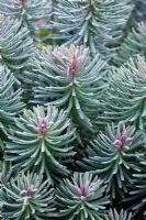 Foliage of Euphorbia cyparissas 'Fens Ruby' with dew in June