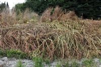 Polygonum cuspidatum - Japanese knotweed plants treated with herbicide