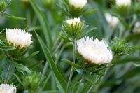 Stokesia 'Mary Gregory' - Merriments, Sussex
