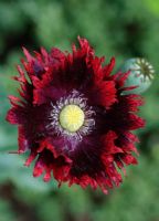 Papaver somniferum 'Burgundy Frills'