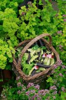 Three varieties of freshly harvested peas in a rustic basket surrounded by golden marjoram and parsley. Green podded 'Little Marvel', Purple podded 'Blauwschokker' and yellow podded 'Golden Sweet'