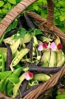 Three varieties of freshly harvested peas in a rustic basket. Green podded 'Little Marvel', Purple podded 'Blauwschokker' and yellow podded 'Golden Sweet'