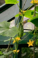 Cucumber 'Bushy' showing the prickly fruit, leaves, male and female flowers and tendrils