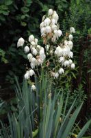 Yucca filamentosa - Adam's Needle