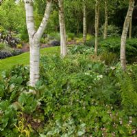 Mature Betula - Birch in borders with herbaceous perennials in woodland garden at Bancroft Farm NGS, Staffordshire, UK in May