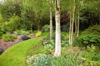 Mature Betula - Birch in borders with herbaceous perennials in garden at Bancroft Farm NGS, Staffordshire, UK in May
 