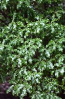 Pittosporum tenuifolium foliage