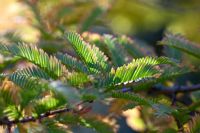 Metasequoia glyptostroboides - Dawn Redwood foliage in autumn