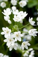 Allium cowanii, May