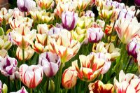 Tulipa vir. 'Tulipa Flaming Springgreen' and T. 'Zurel'