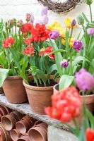 Pots of Tulips in spring display - varieties including Tulipa 'Electra', 'Golden Nizza' and 'Blue Diamond'