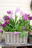 Tulips in wicker basket - Tulipa 'Blue Diamond', T. 'Candy Prince' and T. 'Mount Tacoma'