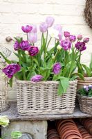 Tulips in wicker basket - Tulipa 'Blue Diamond', T. 'Candy Prince' and T. 'Mount Tacoma'