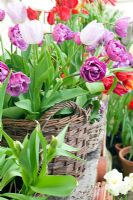 Tulipa 'Blue Diamond' in wicker basket