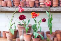 Tulips displayed in terracotta pots in greenhouse - Parrot tulips 'Fantasy' 