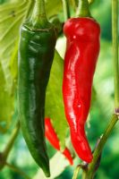 Capsicum annuum - Cayenne peppers