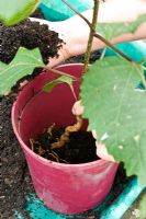 Potting up a Clerodendron bungei sucker into a deep pot