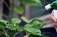 Spraying soft soap aphids on a green pepper plant 