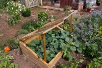 Wooden cold frames with Melons in a kitchen garden