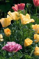 Escholtzia californica - Californian Poppy