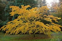 Acer crataegifolium 'Veitchii' 