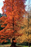 Metasequoia glyptostroboides AGM - Dawn Redwood Tree with Larix laricina at RHS Wisley