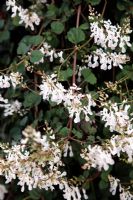 Plectranthus ciliatus 