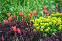 Tulipa 'Ballerina', Euphorbia polychroma, Fritillaria 'Lutea Maxima' and Redleaf Japanese Barberry