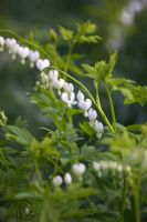 Lamprocapnos spectabilis 'Alba'