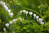 Lamprocapnos spectabilis 'Alba'