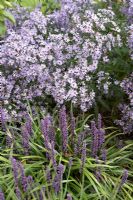 Aster 'Little Carlow' and Liriope muscari 
