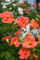 Campsis grandiflora - Chinese trumpet creepe