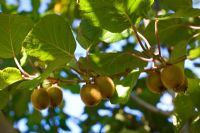 Actinidia - Kiwi Fruits