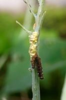 Pieris brassicae - Large white caterpillar being parasitised by Ichneuman fly