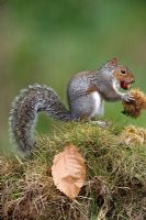 Scuirus carolinensis - Grey squirrel eating sweet chestnuts