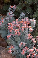 Echeveria runyonii 'Topsy Turvy'