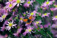 Aster 'Ochtendgloren' AGM with small copper butterfly - Lycaena phlaeas