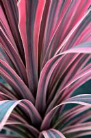 Cordyline australis 'Southern Splendour' - Cabbage palm