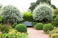Pyrus salicifolia in formal garden with painted blue bench 